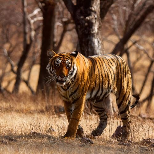 Ranthambhore
